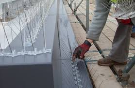 Controle de pombos e morcegos